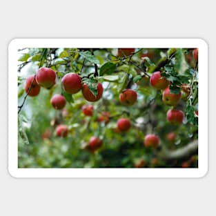 Red ripe apples in the tree Sticker